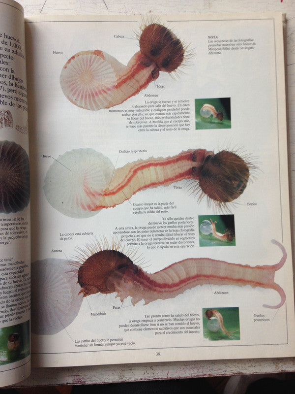 Libro usado en venta: Enciclopedia de la Argentina (2 Tomos); editorial Oceano impreso en 1998 realizamos envios a todo el mundo.2