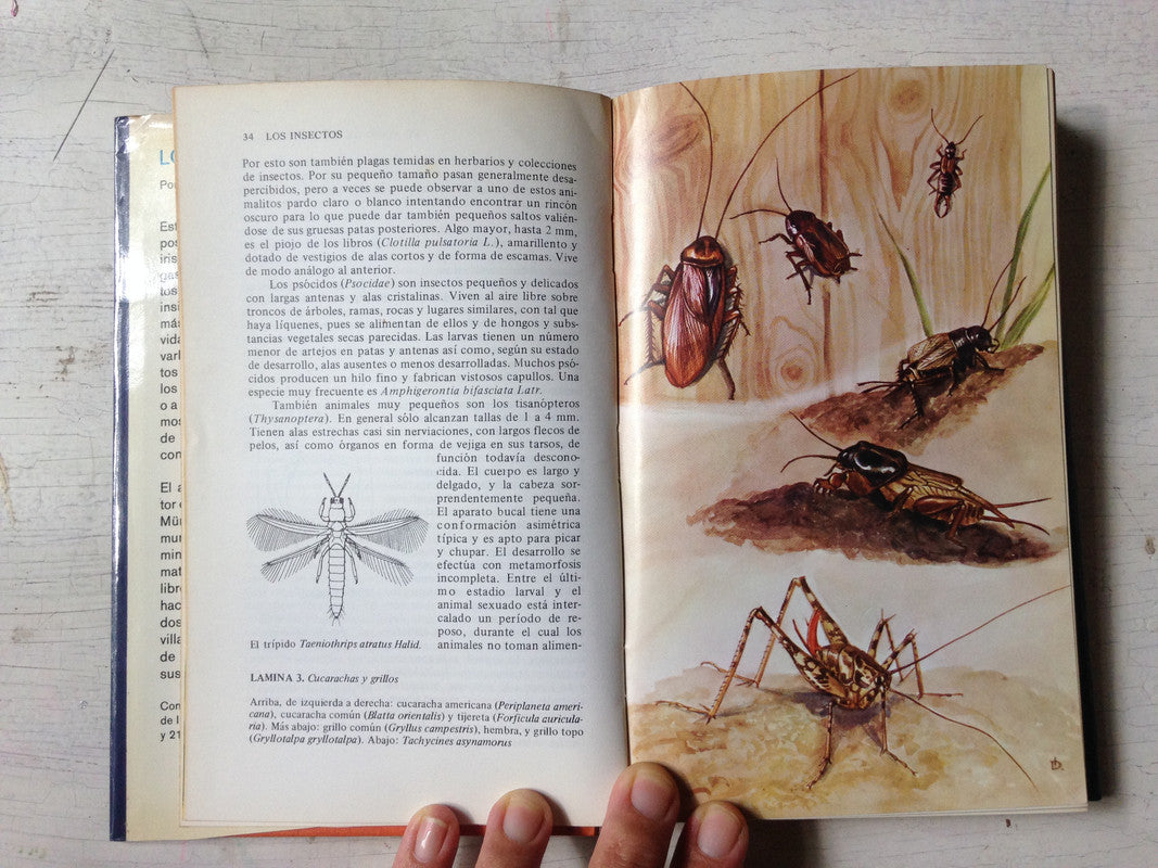 Libro usado en venta: Los insectos de Walter Forster; editorial Omega impreso en 1977 realizamos envios a todo el mundo.3