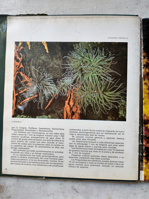 Libro usado en venta: Safari color Invertebrados; editorial Geocolor impreso en 1979 realizamos envios a todo el mundo.3