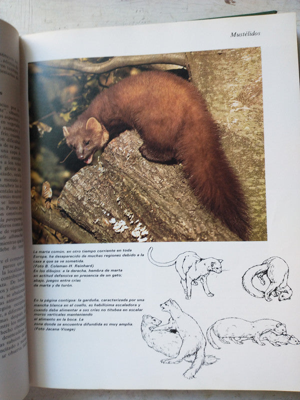 Libro usado en venta: Maravillas de la tierra de Gerton Van Wageningen; editorial Mas-Ivars impreso en 1976 realizamos envios a todo el mundo.2