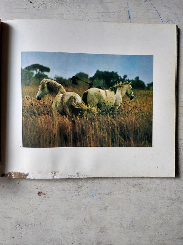 Libro usado en venta: Chevaux de Camargue de Hans Silvester; editorial Chene impreso en 1979 realizamos envios a todo el mundo.3