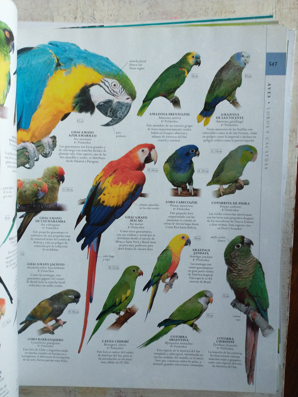 Libro usado en venta: Mundo Animal; editorial Dorling Kindersley impreso en 2014 realizamos envios a todo el mundo.5