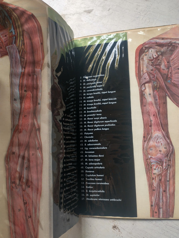 Libro usado en venta: El brazo en transparencias anatomicas; editorial Abbott Laboratories realizamos envios a todo el mundo.3