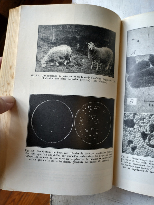 Libro usado en venta: Memorias de Adriano de Marguerite Yourcenar; editorial Clarin/Sol 90 impreso en 2006 realizamos envios a todo el mundo.2