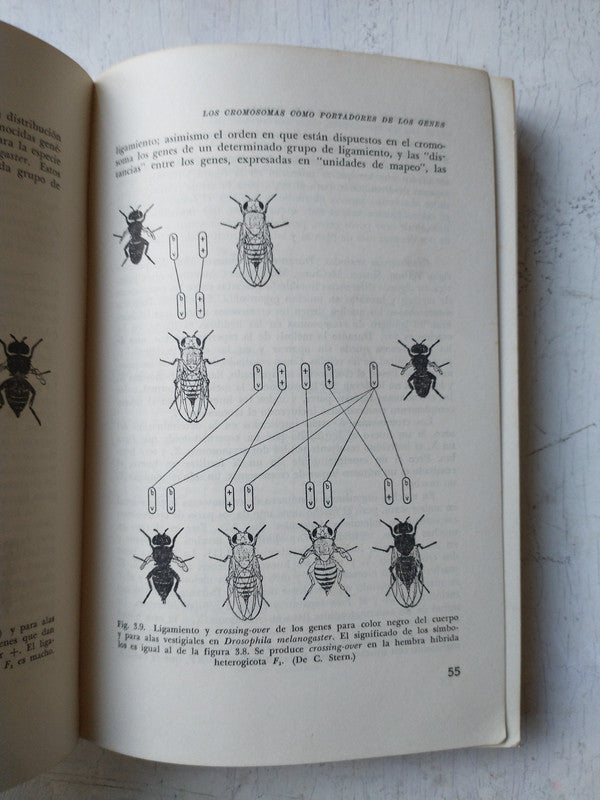 Libro usado en venta: La evolucion, la genetica y el hombre de Theodosius Dobzhansky; editorial Eudeba impreso en 1966 envios a todo el mundo.2