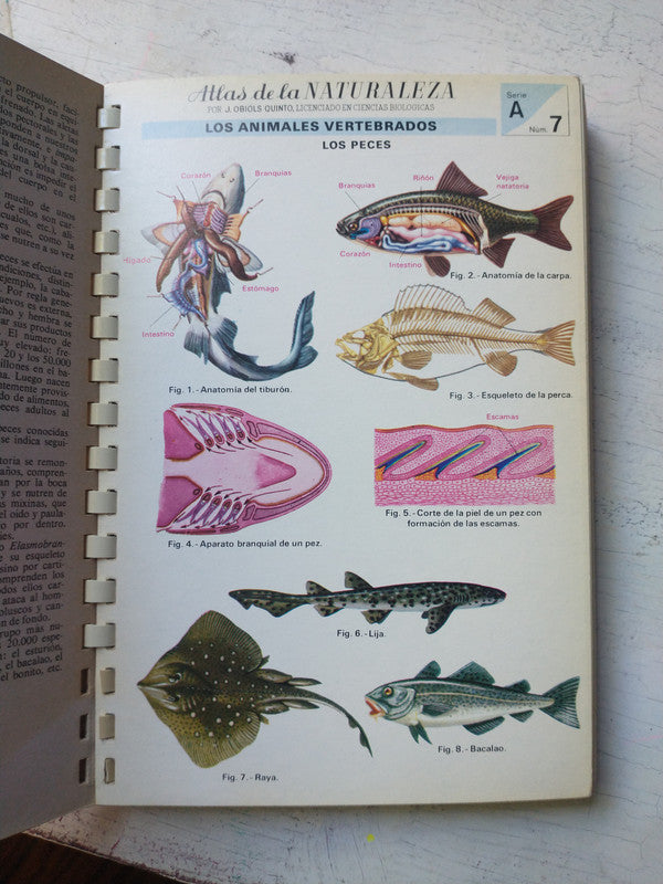 Libro usado en venta: Atlas de la naturaleza de J. Obiols Quinto; editorial Jover impreso en 1979 realizamos envios a todo el mundo.3