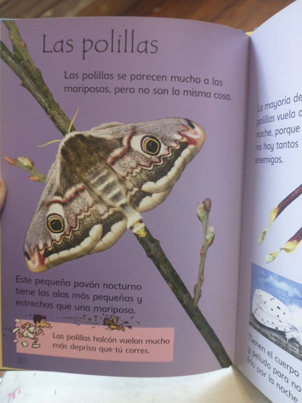 Libro usado en venta: El elefante de Antonella Antonelli; editorial Planeta DeAgostini impreso en 2015 realizamos envios a todo el mundo.2