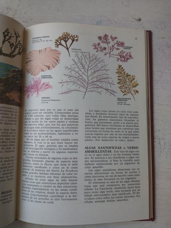 Libro usado en venta: Enciclopedia de Ciencias Naturales de Abedul a animales excavadores Vol. 1; editorial Bruguera impreso en 1978.3