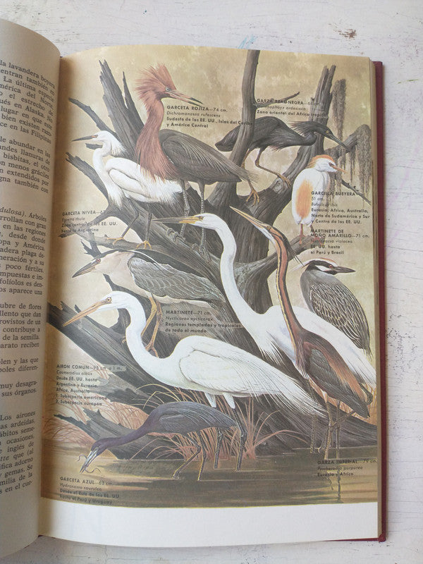 Libro usado en venta: Enciclopedia de Ciencias Naturales de Abedul a animales excavadores Vol. 1; editorial Bruguera impreso en 1978.4