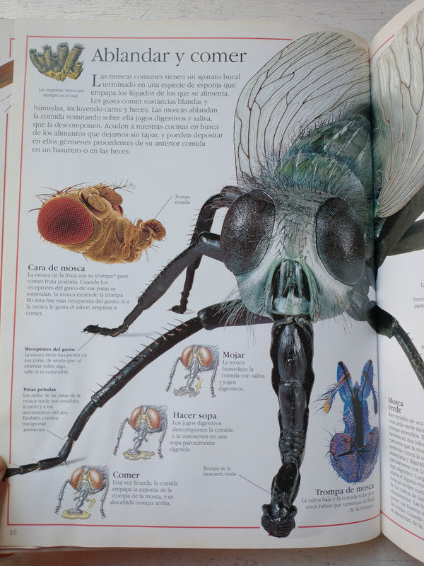 Libro usado en venta: Microvida de David Burnie; editorial Puerto de palos impreso en 1998 realizamos envios a todo el mundo.2