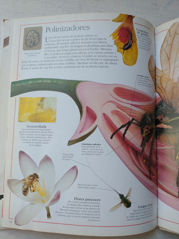 Libro usado en venta: Los insectos de Miranda Macquitty; editorial Puerto de palos impreso en 1998 realizamos envios a todo el mundo.3