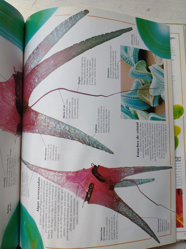 Libro usado en venta: Robots de Clive Gifford; editorial Puerto de palos impreso en 1998 realizamos envios a todo el mundo.2