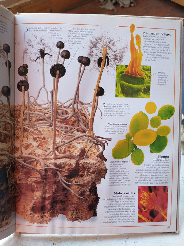 Libro usado en venta: Microvida de David Burnie; editorial Puerto de palos impreso en 1998 realizamos envios a todo el mundo.3