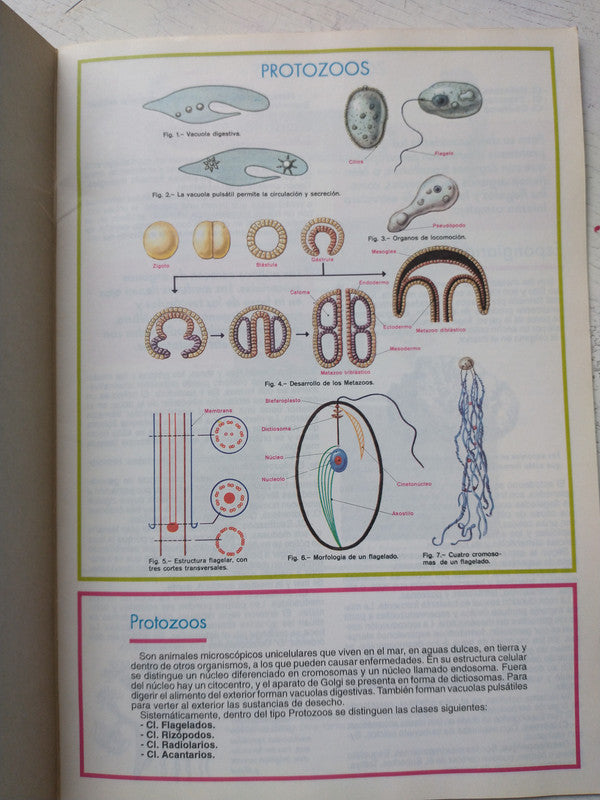 Libro usado en venta: Atlas de zoologia - El universo de los animales; editorial Central impreso en 1995 realizamos envios a todo el mundo.3