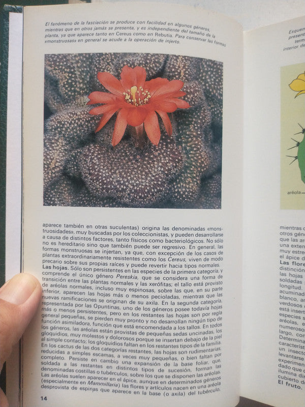 Libro usado en venta: Guia de cactus de Mariella Pizzetti; editorial Grijalbo impreso en 1988 realizamos envios a todo el mundo.3