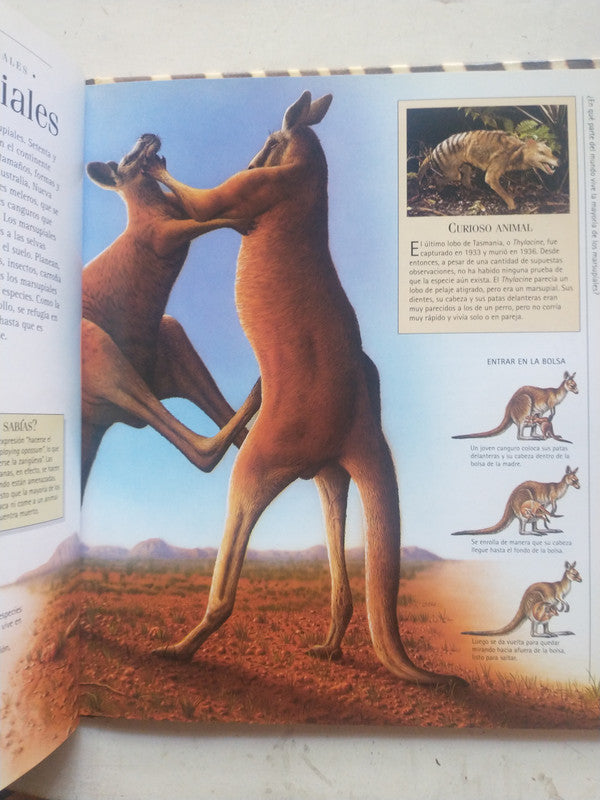 Libro usado en venta: Los mamiferos; editorial AGEA impreso en 2002 realizamos envios a todo el mundo.3