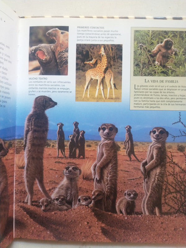 Libro usado en venta: Los mamiferos; editorial AGEA impreso en 2002 realizamos envios a todo el mundo.4