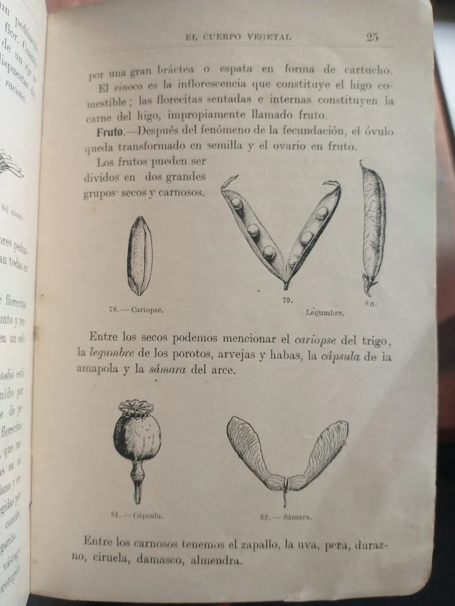 Libro usado en venta: Reino vegetal; editorial Cabaut y Cia realizamos envios a todo el mundo.2