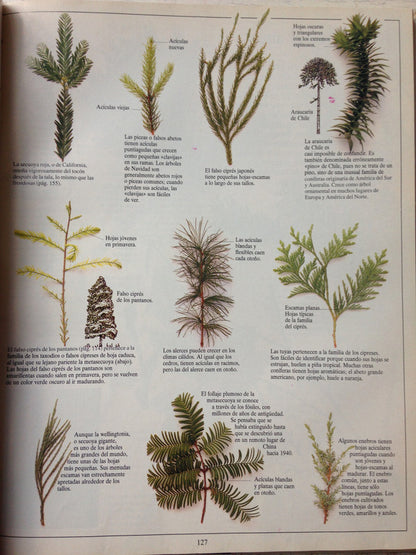 Libro usado en venta: Tomo 3: Los insectos - El arbol de Biblioteca visual Altea; editorial AGEA impreso en 1993 realizamos envios a todo el mundo.2