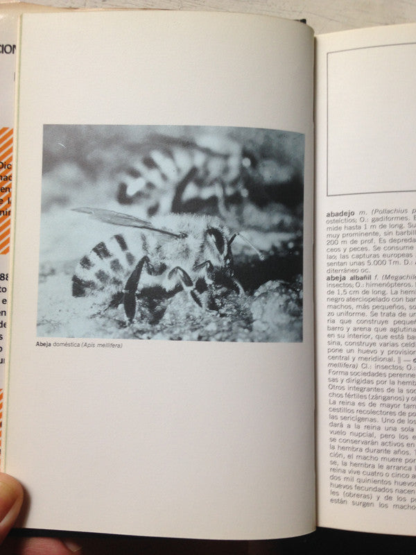 Libro usado en venta: Dolor de espalda y contracturas de Guia; editorial Lea impreso en 2005 realizamos envios a todo el mundo.2