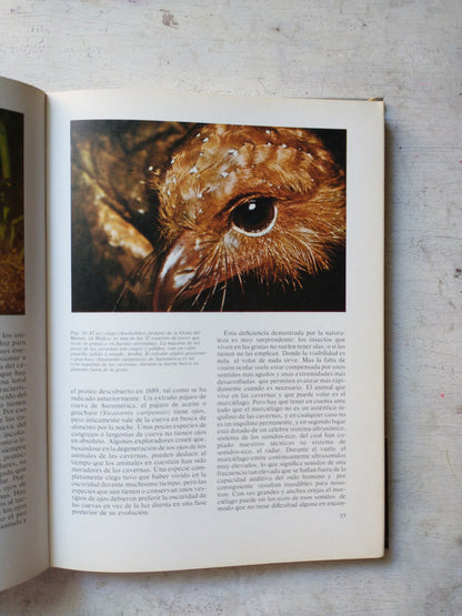 Libro usado en venta: Chronicler of the winds de Henning Mankell; editorial Vintage impreso en 2006 realizamos envios a todo el mundo.2