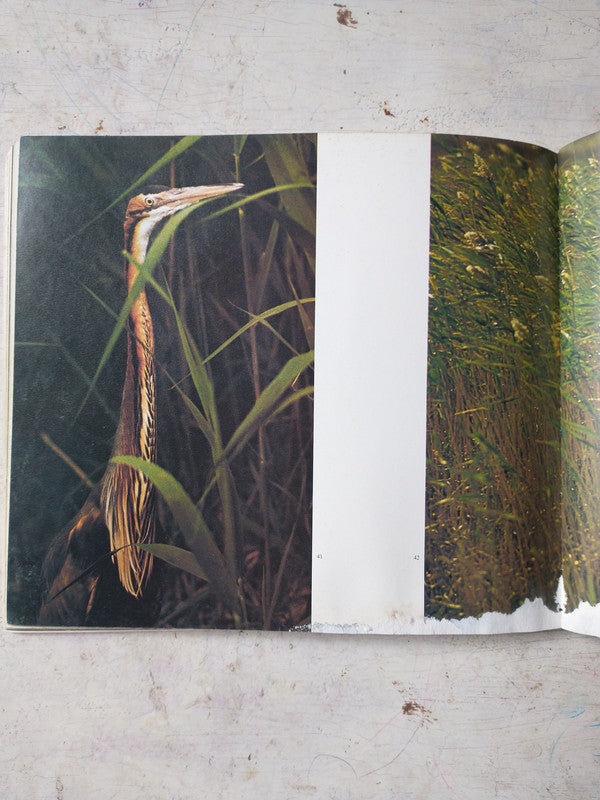 Libro usado en venta: Chevaux de Camargue de Hans Silvester; editorial Chene impreso en 1979 realizamos envios a todo el mundo.4