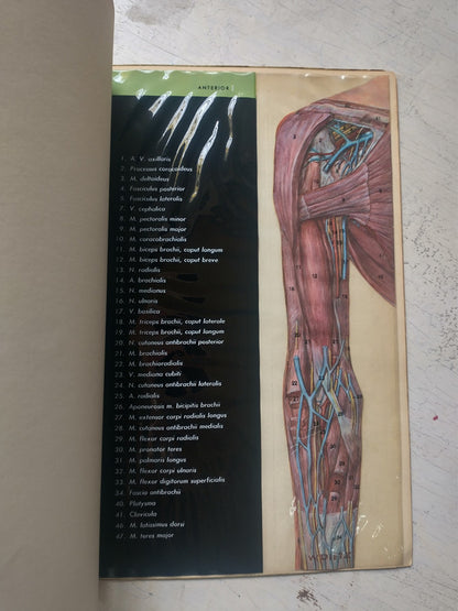 Libro usado en venta: Practica de la reeducacion del pie de Alain Ceccaldi; editorial Toray-Masson impreso en 1971 realizamos envios a todo el mundo.2