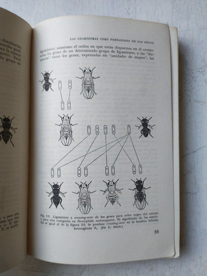 Libro usado en venta: La evolucion, la genetica y el hombre de Theodosius Dobzhansky; editorial Eudeba impreso en 1966 envios a todo el mundo.2