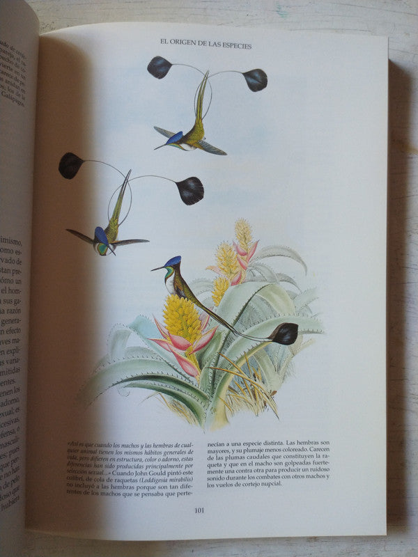 Libro usado en venta: Europa - Atlante-Carta Stradale de Il mappa Atlante; editorial Lozzi & Rossi realizamos envios a todo el mundo.2