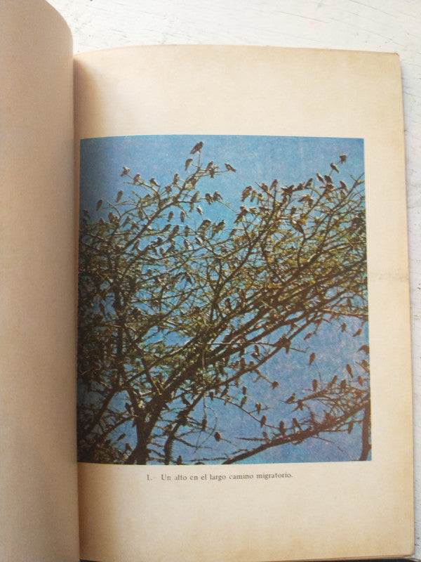 Libro usado en venta: Don Diego Gelmirez de Manuel Murguia; editorial Nova impreso en 1943 realizamos envios a todo el mundo.2