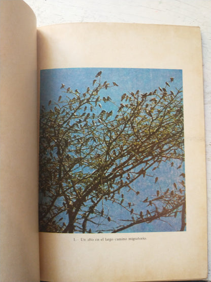 Libro usado en venta: Don Diego Gelmirez de Manuel Murguia; editorial Nova impreso en 1943 realizamos envios a todo el mundo.2