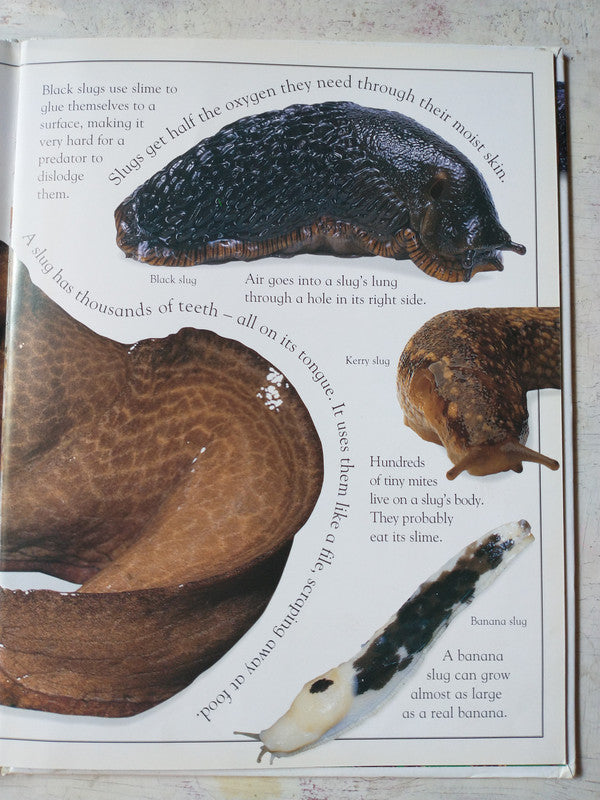 Libro usado en venta: The really horrible horned toad de Theresa Greenaway; editorial Dorling Kindersley impreso en 1996 envios a todo el mundo.3