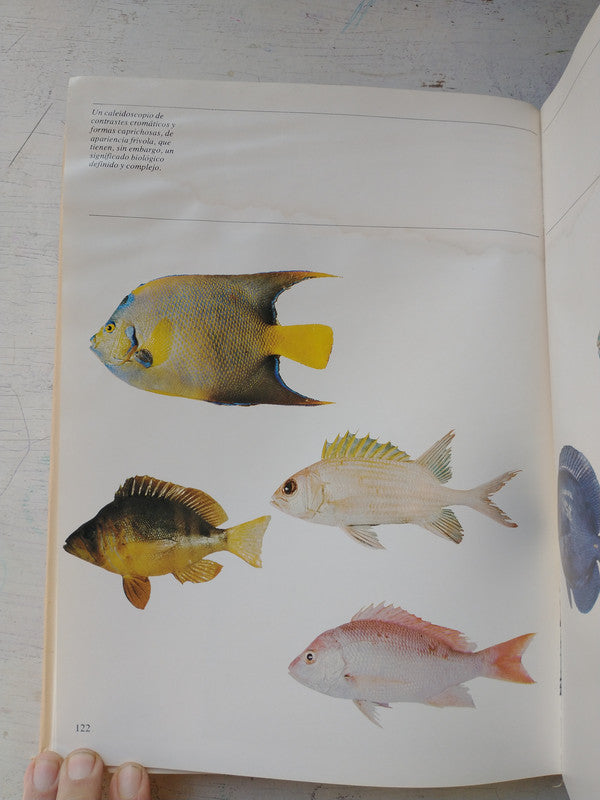 Libro usado en venta: Paraguachoa de Fernando Cervigon; editorial Arte impreso en 1978 realizamos envios a todo el mundo.4