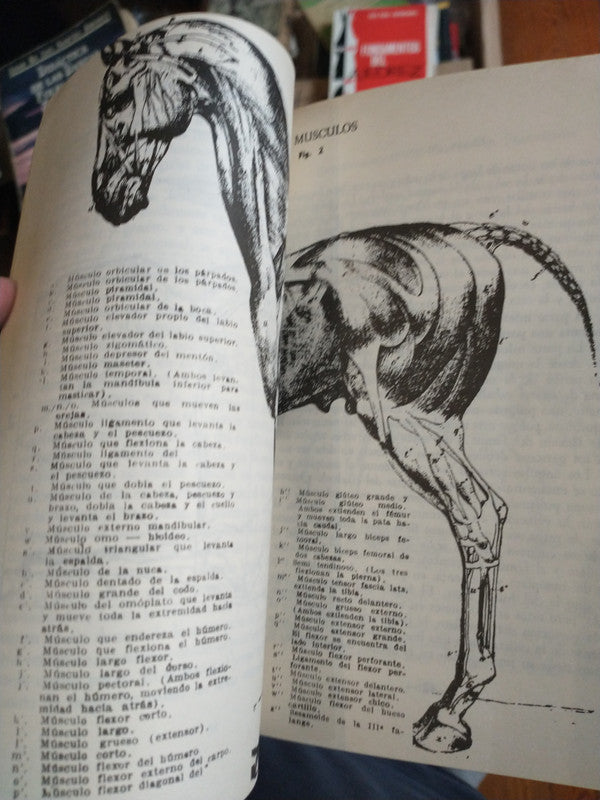 Libro usado en venta: Entrenamiento del caballo de equitacion de Ernst Altstadt; editorial Albatros impreso en 1991 realizamos envios a todo el mundo.2