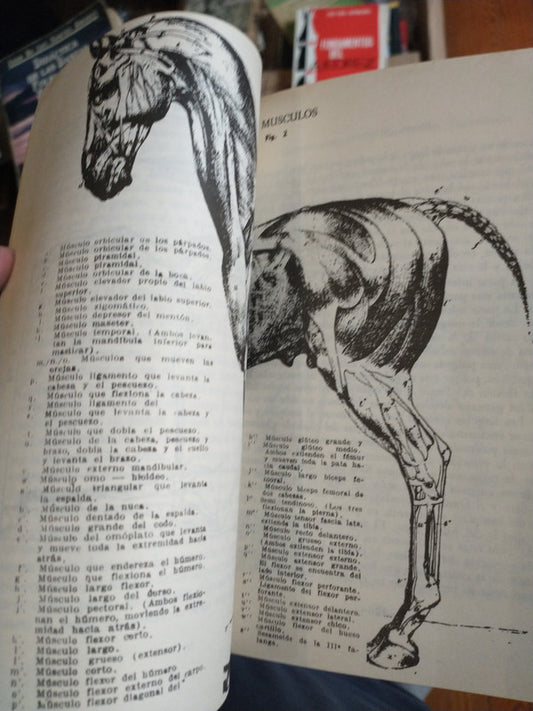 Libro usado en venta: Entrenamiento del caballo de equitacion de Ernst Altstadt; editorial Albatros impreso en 1991 realizamos envios a todo el mundo.2